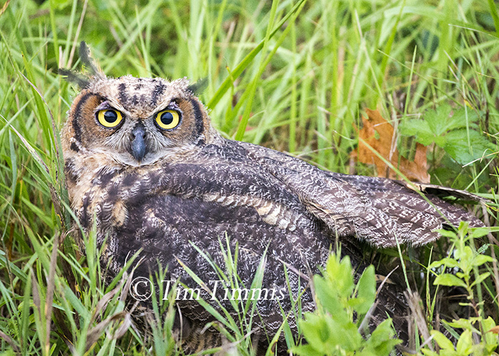 025_Indiana Trip_07292016-2