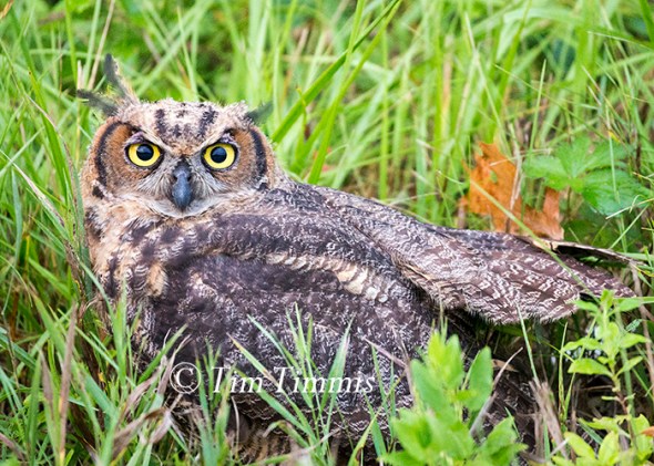 025_Indiana Trip_07292016-2