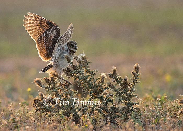 167_Lubbock_08052016-2