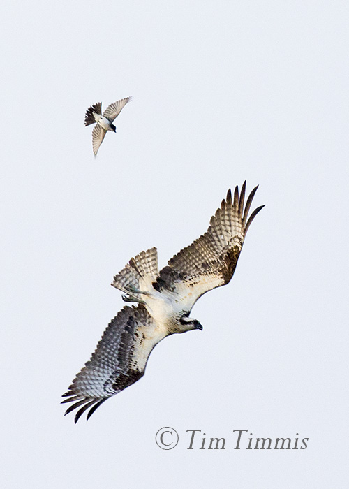 238_Indiana Trip_07282016-2