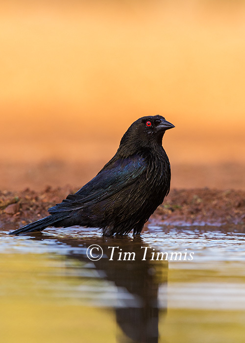 407_Santa Clara_06252016-3