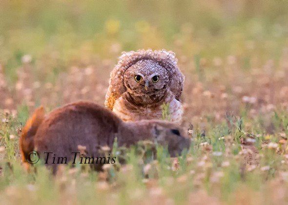 024_lubbock_07082016-3a