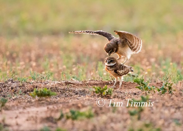 096_lubbock_08052016-2