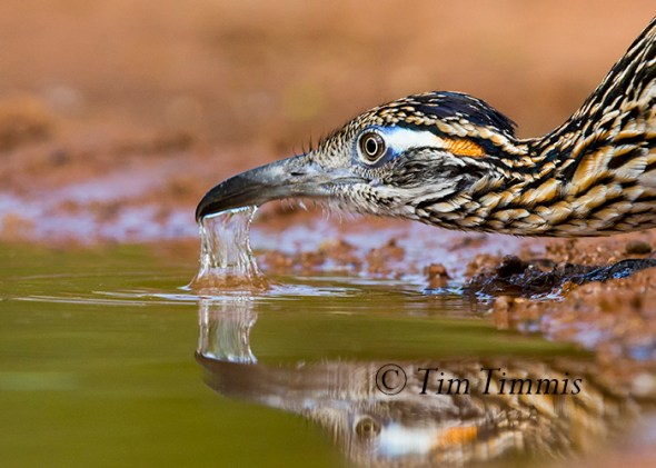 480_Santa Clara_06262016-2