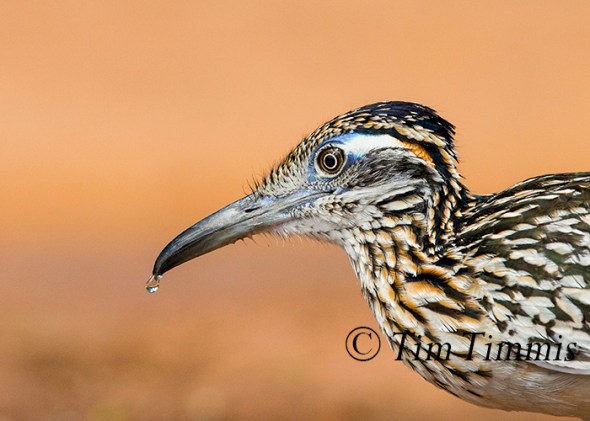 488_Santa Clara_06262016-2