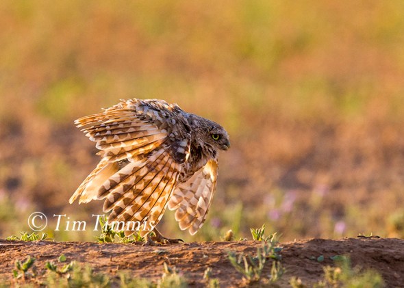 512_lubbock_08032016-2