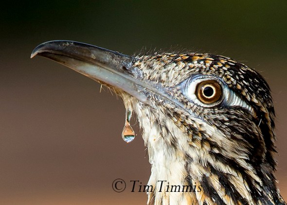 719_Santa Clara_06262016-2