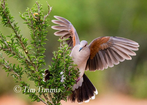 016_santa-clara_06252016-2