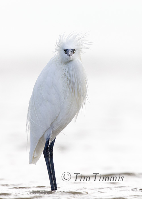 789_bolivar-flats_10232016a-2