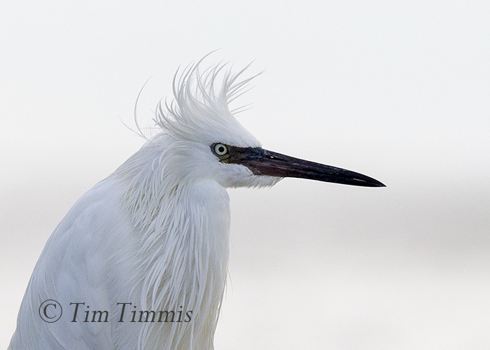 843_bolivar-flats_10232016-2