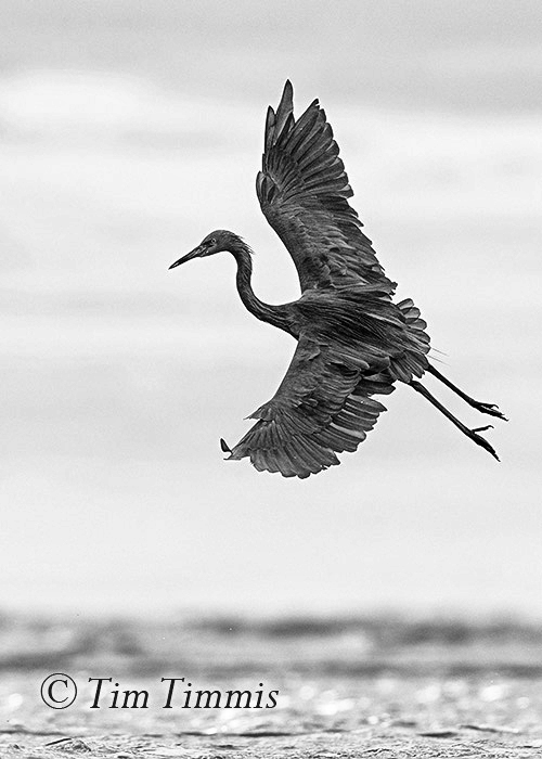 369_bolivar-flats_10232016-2-2