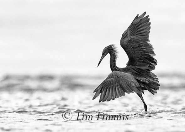 488_bolivar-flats_10232016-5