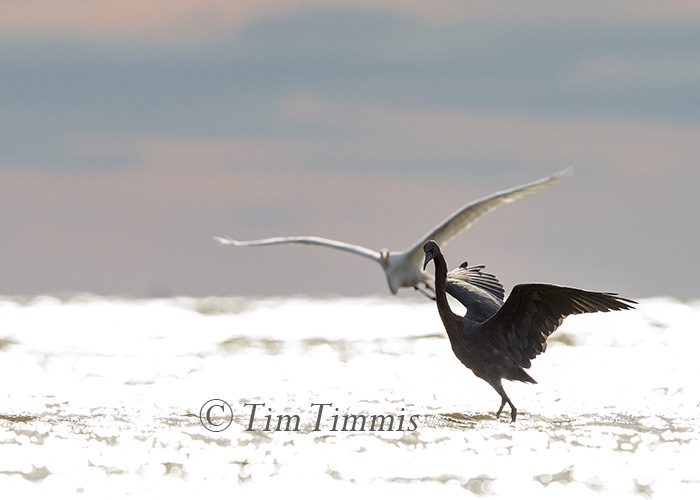 586_bolivar-flats_10232016-2