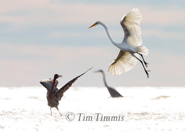 590_bolivar-flats_10232016-2