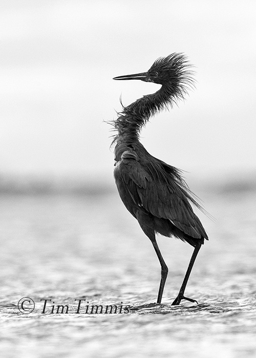 706_bolivar-flats_10232016-2a-2