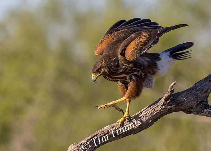 932_santa-clara_11202016-2