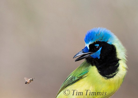 076_santa-clara_11182016-2