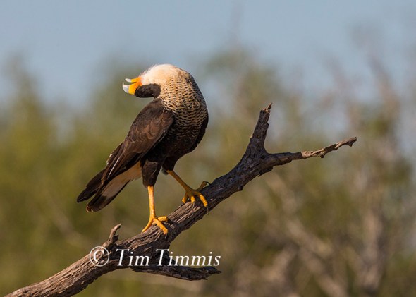 087_santa-clara_11202016-1-2