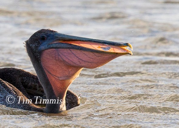 103_texas-city-dike_07032016-3