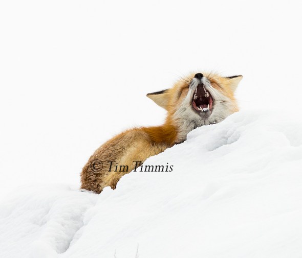 105_yellowstone_01202017-2