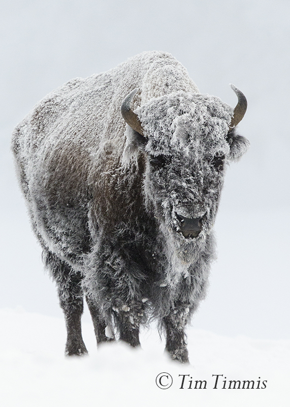 219_yellowstone_01162017