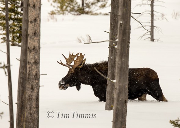 300_yellowstone_01202017-2