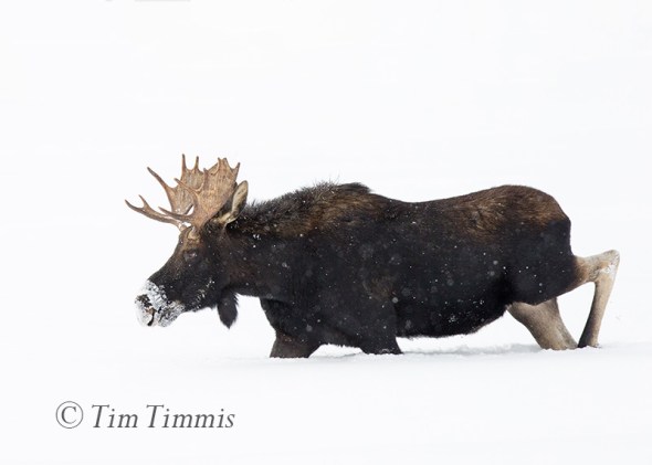 342_yellowstone_01202017-3