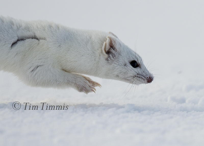 350_yellowstone_01182017-1a-2