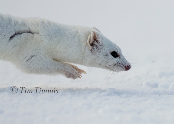 350_yellowstone_01182017-1a-2