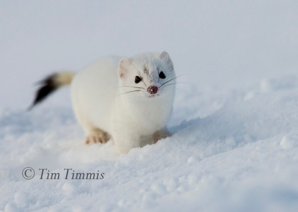 377_yellowstone_01182017-1-2