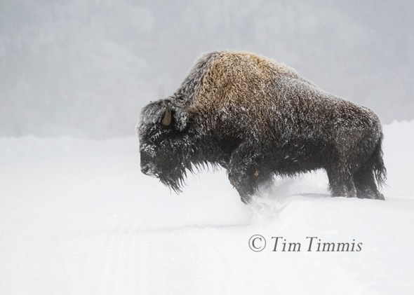 744_yellowstone_01152017a-2