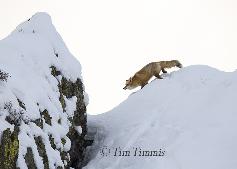 918_yellowstone_01202017-2
