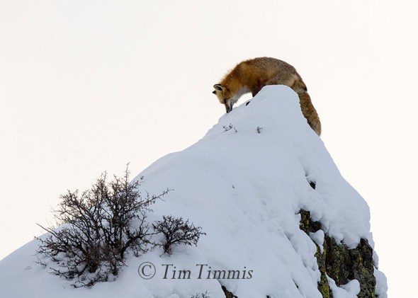 934_yellowstone_01202017-2