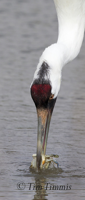 028_Aransas NWR_02112017 (1)-2