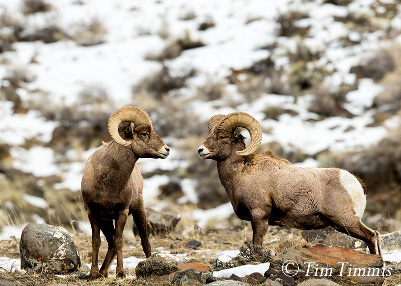 159_Yellowstone_01222017-2