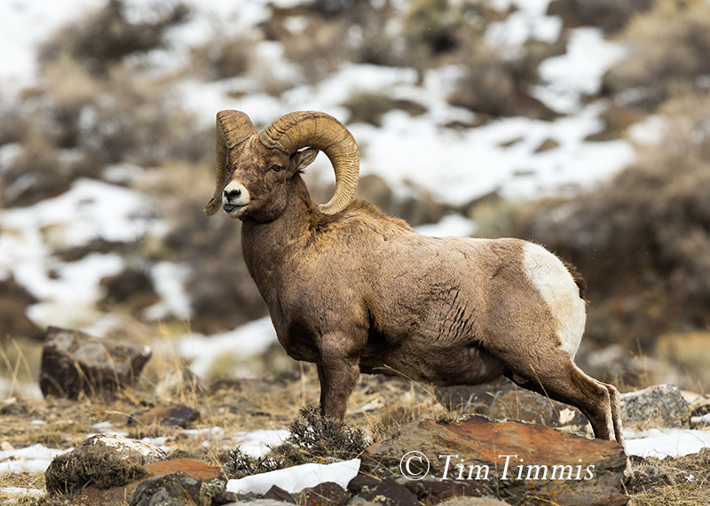 177_Yellowstone_01222017-2