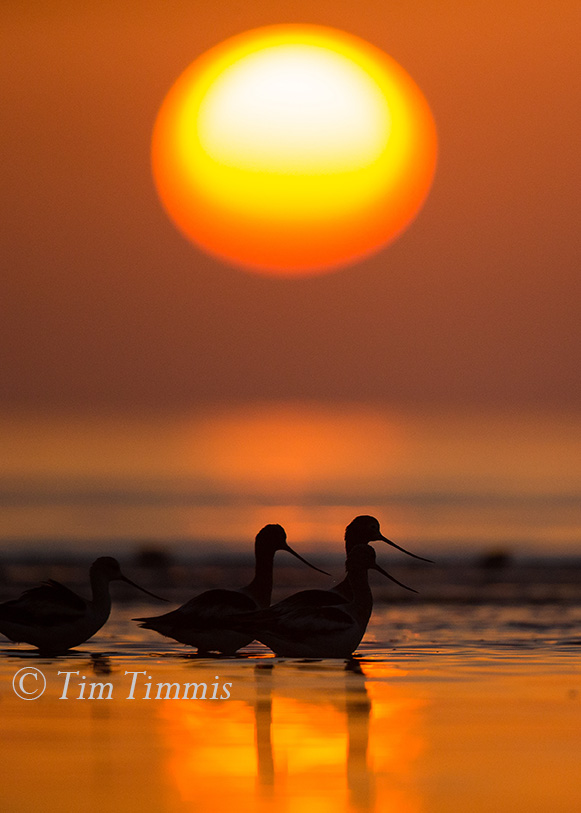 529_Bolivar Flats_03192017-3