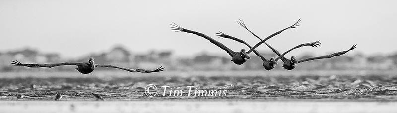 040_Bolivar Flats_04092017-3