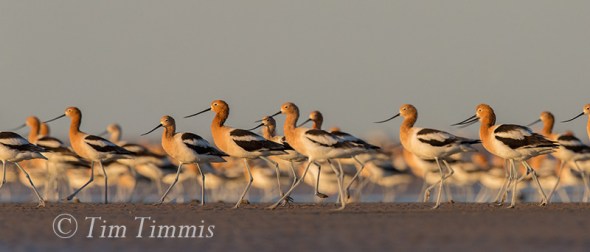 120_Bolivar Flats_04082017-2