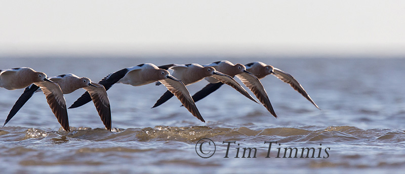 368_Bolivar Flats_04082017-2