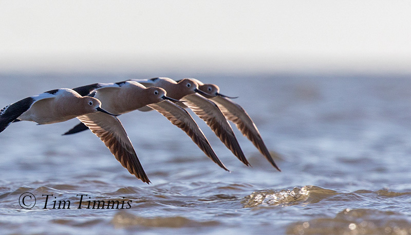 370_Bolivar Flats_04082017-3