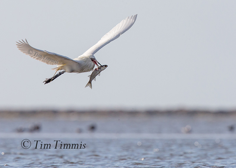 234_Bolivar Flats_04222017 (1)-2