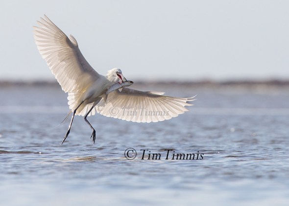 241_Bolivar Flats_04222017 (1)-2