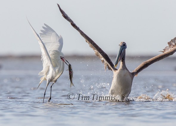 287_Bolivar Flats_04222017 (1)-2