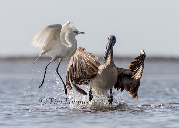 289_Bolivar Flats_04222017 (1)-2