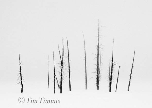 408_Yellowstone_01172017-3