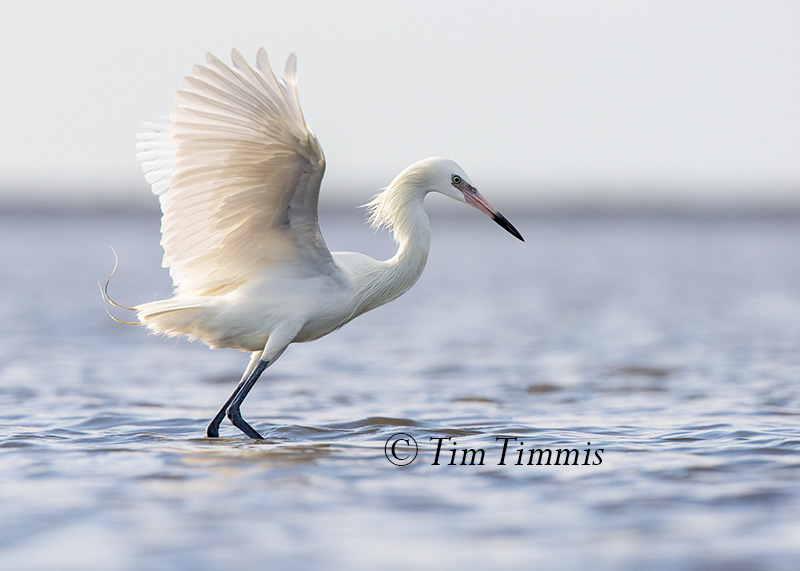 518_Bolivar Flats_04222017-2