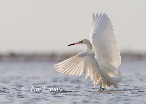 579_Bolivar Flats_04222017-2