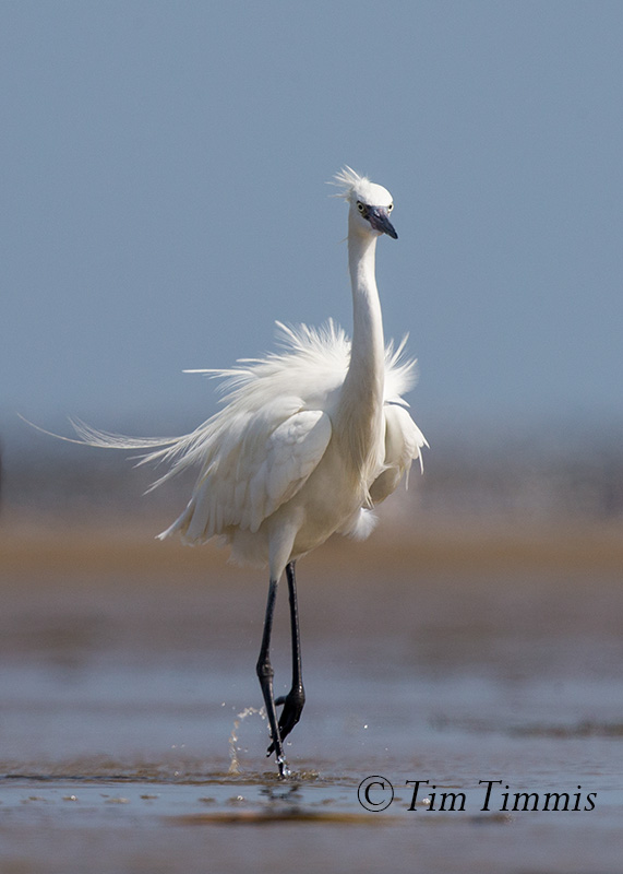 0031_Bolivar Flats_05272017-2