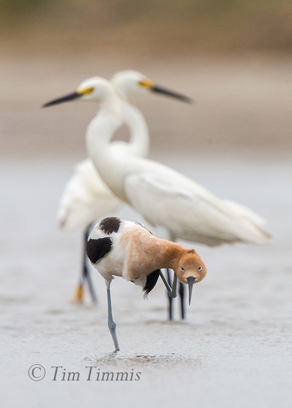 0224_Bolivar Flats_05262017-2